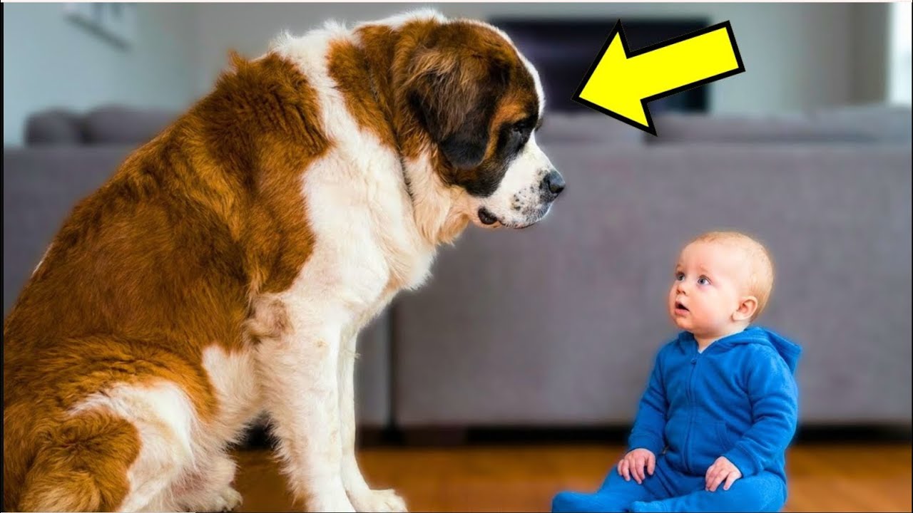 Никто бы не поверил этому без видео… то, что сделала собака, шокировало!