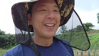블루엔젤의 엄청난 성장속도!! 포트묘 심고 1년만에 1m가 됐습니다..ㄷㄷ
