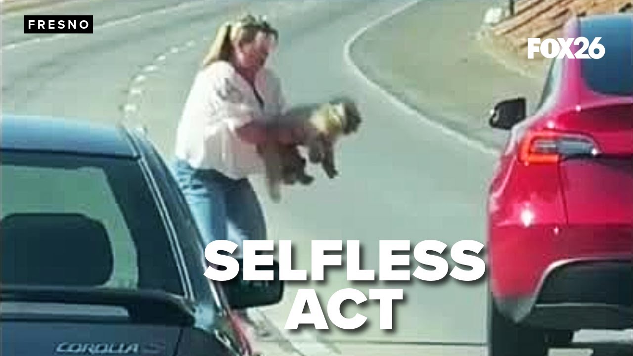 Drivers unite in extraordinary act of kindness to save stranded dog on ...