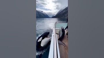 Dolphin Escapes to a Yacht, Yet the Orca Still Tries to Grab It