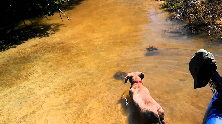 Dog playing with horse shoe crab