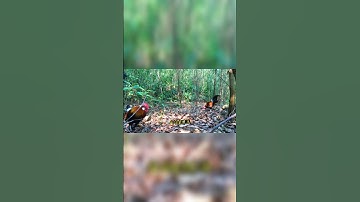 txog caij dib qaib qus lawm