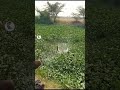 الصيد متوفر رغم العشب الموجود في البحيرة صيد الاسماك