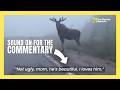 Newfoundlanders provide hilarious commentary on moose encounter | #newfoundland