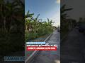 TANPA PERANTARA Tanah pekarangan SHM luas 287m2. Hrg 2,6 jt/m. Lok Girimulyo, Gergunung,Klaten Utara