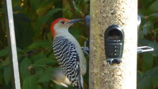 How to attract Red-bellied Woodpeckers - basic tips