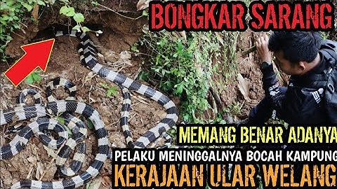 BONGKAR SARANG KERAJAAN ULAR WELANG YANG DITAKUTI SATU KAMPUNG! NYATA ADANYA