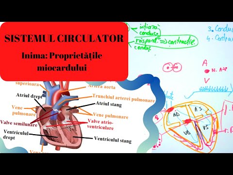 Video: Sistemul Circulator: Funcție, Organe, Boli