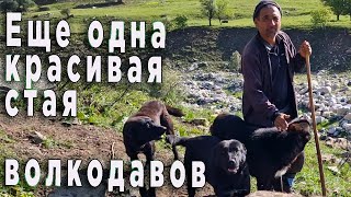 ЕЩЕ одна СТАЯ красивых, АБОРИГЕННЫХ ВОЛКОДАВОВ в горах Таджикистана.