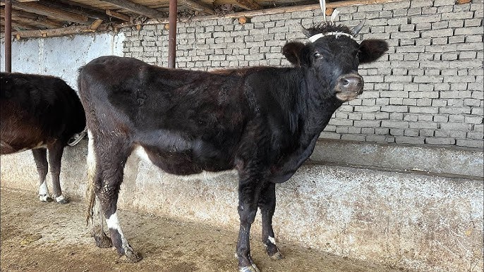 Bugun rus porno Oshxona serialidan seks suratlari