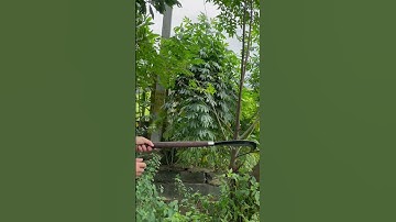 Tôi làm con rựa quắm phát rẫy bằng thép trục tàu thủy chặt cây như chặt chuối vậy