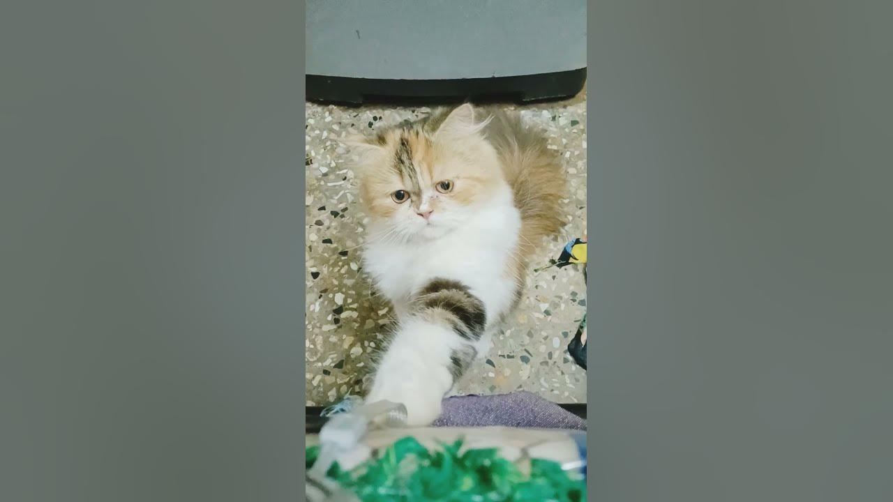 🤯How to get rid of fleas🚫 immediate solutionPersian cat Treatment