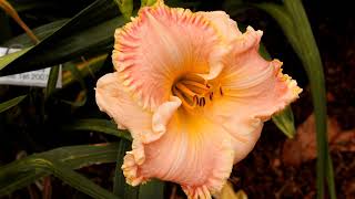 Beyond The Garden Gate - Harmon Hill Daylily Farm