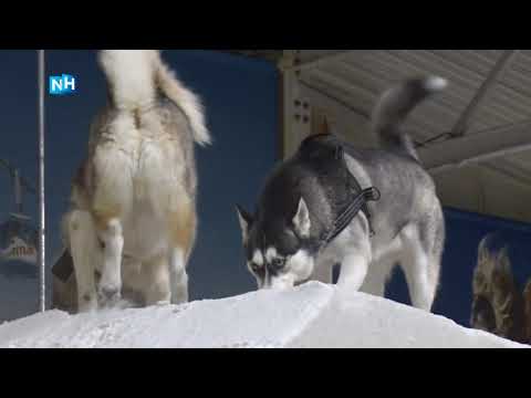 Snowplanet in Spaarnwoude organiseert hondendag