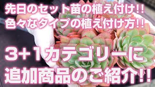 Succulents] Introducing new products in the 3+1 category! Planting