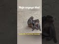 🐒😂 This monkey just stole the whole show!