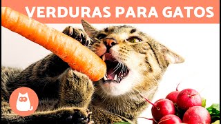 Las MEJORES VERDURAS para GATOS  Dosis y Beneficios