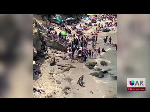 Leones marinos persiguen a turistas en una playa de California