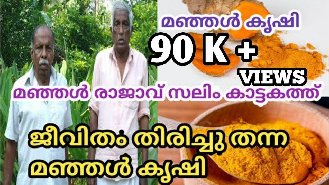 മഞ്ഞൾ കൃഷി |TURMERIC FARMING |HOW TO GROW TURMERIC | TURMERIC FARMER IN KERALA|BENEFITS OF TURMERIC