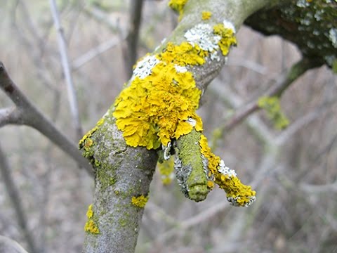 Vidéo: Qu'est-ce que le lichen simplex chronicus ?