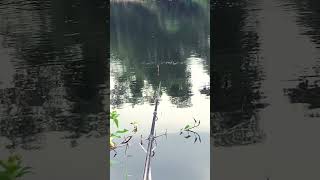 Đã bác nào đi câu sông gặp cảnh này chưa? Tăm vậy mà ko dính ! #cuocsongvungque #nature #fishing