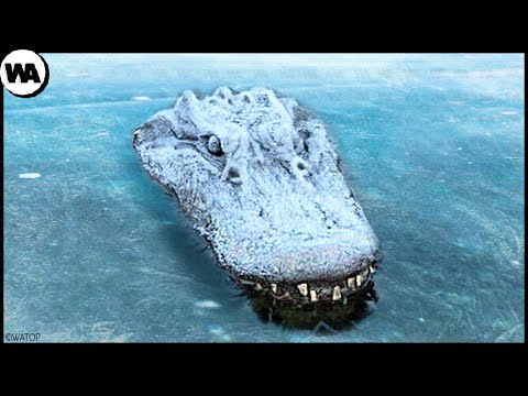 Never Pull a Frozen Crocodile Out of Ice