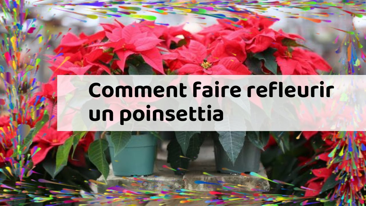 Comment Faire Refleurir Un Poinsettia En Video