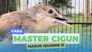 Cara ampuh memaster ciblek gunung agar masuk isian