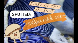 Surprise Indigo Milk Caps on our Forage Today!