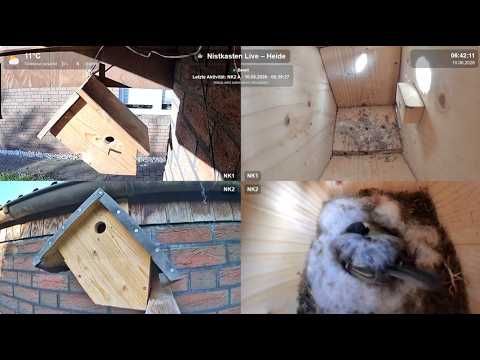 Heide Birdbox Great Tit — Night Aug 16 2026 live cam preview