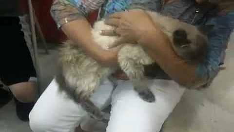 Watch the video about Marlow, Lilac Point Siamese