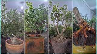 Chào bán cây kiểng Sam, Hải Châu, Mai xù về ngày 17/08 ĐT (0979 309 131) Quốc Cung