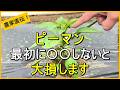 【ピーマン】植えたあと最初にやるべき脇芽かきや追肥などのお世話について解説【有機農家直伝！無農薬で育てる家庭菜園】　26/5/12