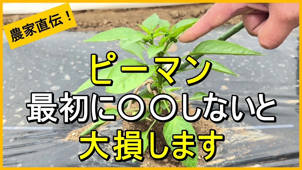 【ピーマン】植えたあと最初にやるべき脇芽かきや追肥などのお世話について解説【有機農家直伝！無農薬で育てる家庭菜園】　26/5/12