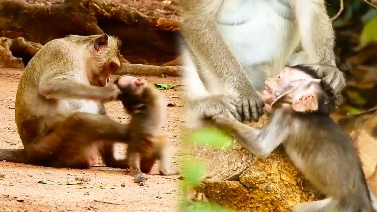 Baby monkey is weaned by mother, why does the mother monkey treat her baby monkey so badly?