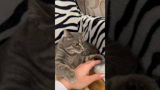 😅🐈