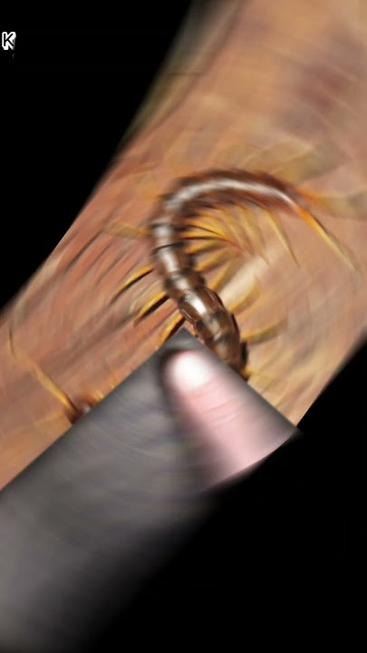 MITOS KELABANG MASUK RUMAH!!? PERTANDA APA?? #mitos #kelabang