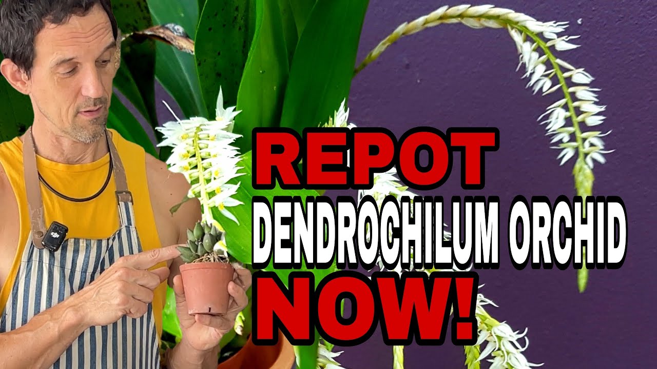 Repotting the Rice Orchid: Keep Your Dendrochilum glumaceum Thriving!