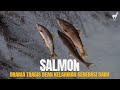 Salmon Conquering the Falls Fighting Fate to Find Your Way Home mp3
