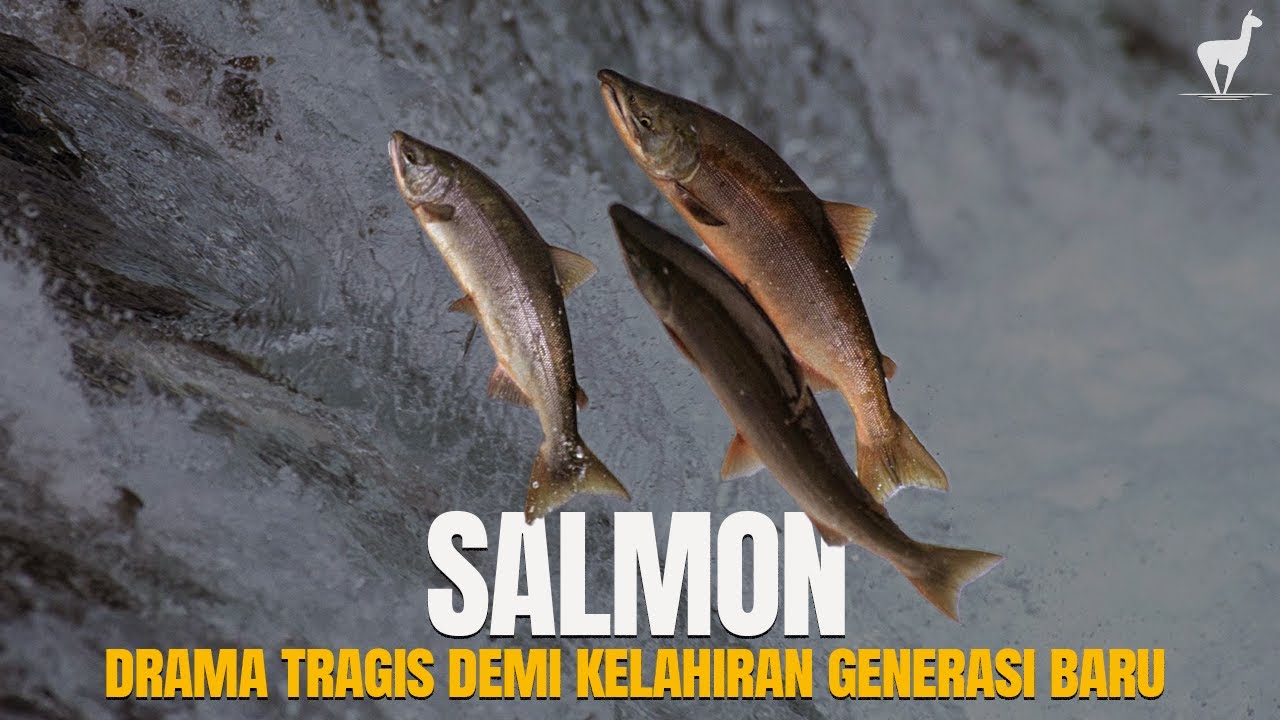 Salmon: Menaklukkan Air Terjun, Melawan Takdir untuk Menemukan Jalan Pulang