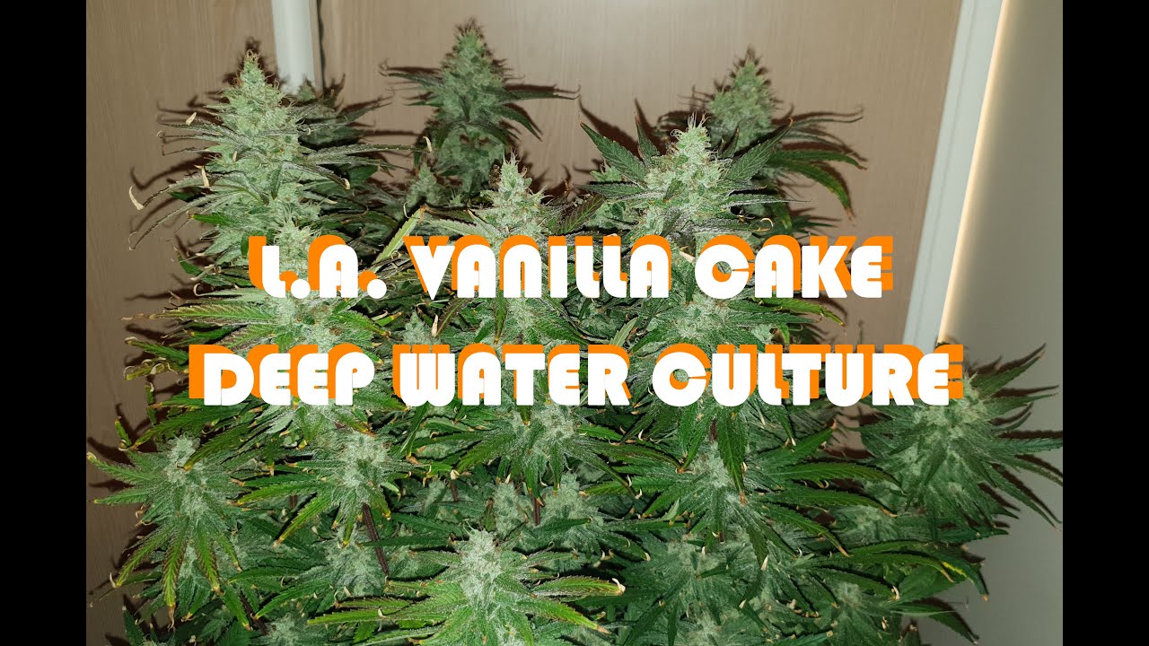 GROWING DWC HYDRO CANNABIS L.A. VANILLA CAKE WITH 47 DAYS OF FLOWERING