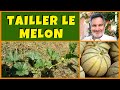 Réussir la taille des melons au jardin potager