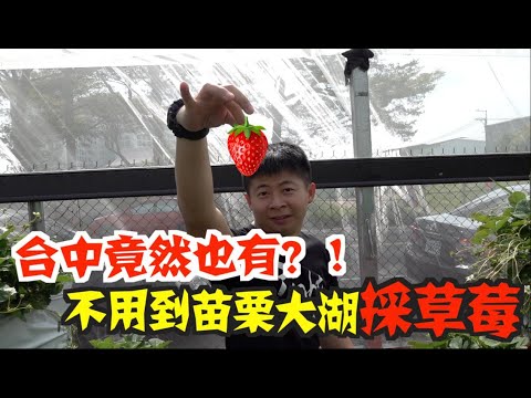 《台中旅遊Vlog》EP8台中居然可以採草莓｜不用跑到大湖採草莓了 趕洞捏~!【小鬼與神先】