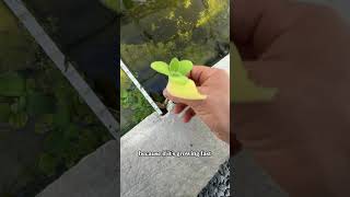 Growing CUBAN OREGANO in my pond
