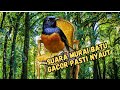 Murai Batu Hutan Gacor: Suara Alami yang Menginspirasi!"