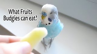 Feed your Budgie with Fresh Fruits | What Fruits Budgies can eat screenshot 5