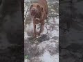Hit By A Car And Left To Suffer Alone For More Than A Week, Young Pup Needs Urgent Care[STORY BELOW]