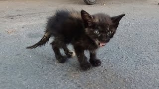 rescue & saving two stray tinykitten abandoned in way by ANIMAL TUBE 6,581 views 4 months ago 17 minutes