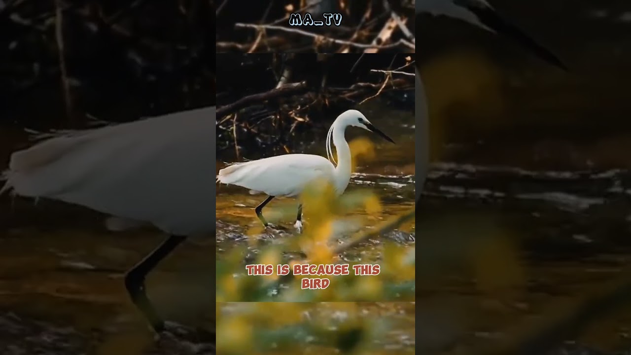 What are the benefits of egrets? 