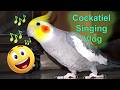 Cockatiel Singing Training Vlog 🦜Cockatiel Behavior For Beginners | Cockatiel Sounds #birds #pets